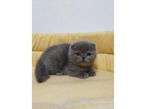 Kaliteli kediler british shorthair