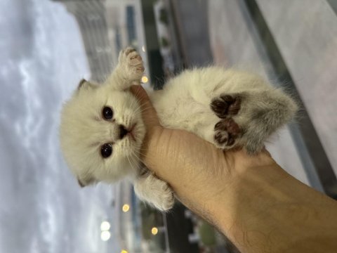Saf kan british shorthair bebekler