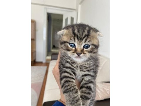 Scottish fold