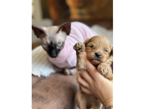 Maltipoo yavruları