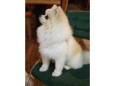 Yalovadan pomeranian köpeğimiz