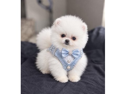 Kar beyaz pomeranian boo ayi surat rezerve acik