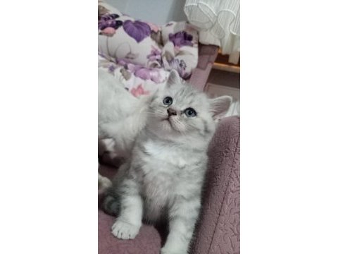 16 nisan doğumlu british shorthair erkek yavru