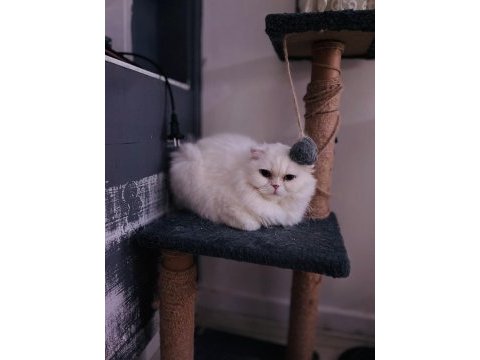 Cins british shorthair kediler