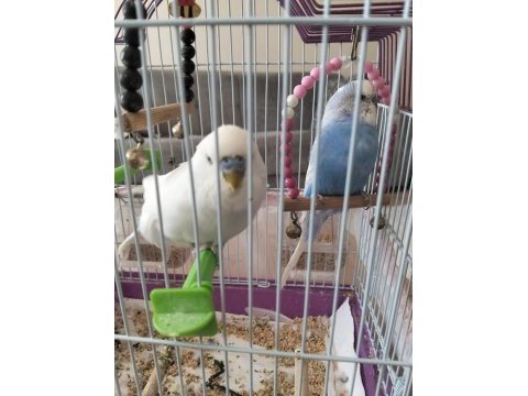 Muhabbet kuşu 2 yaşında