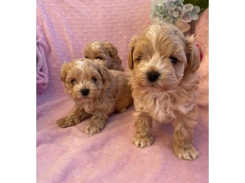 Maltipoo saf en küçük boy yavrularımız