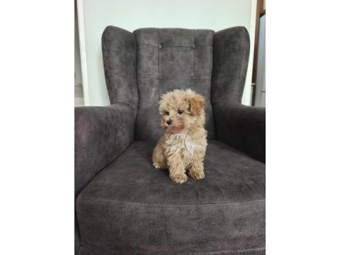 Maltipoo yavruları