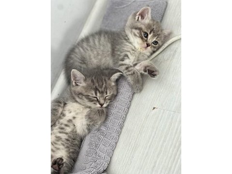 British shorthair prenseslerime yuva arıyorum