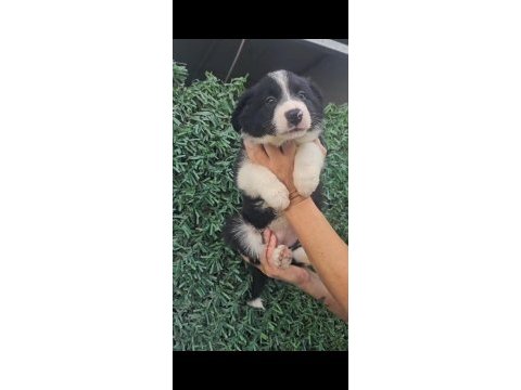 Irk ve sağlık garanti safkan border collie yavrularımuz
