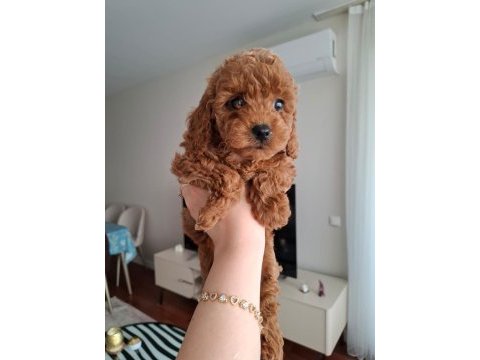 Fırsat yavruları evde büyüyen toy poodle bebekler
