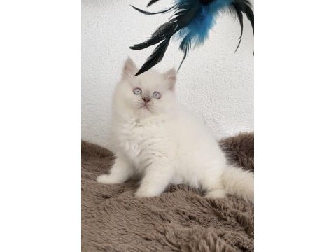 British shorthair kızlarımız