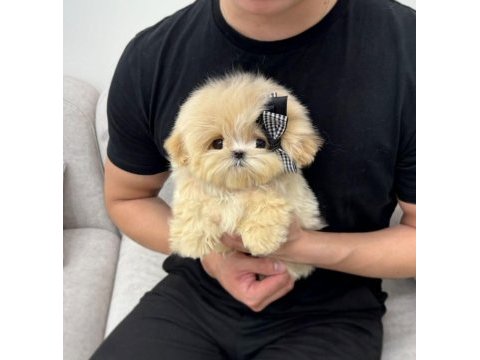 Show kalıte maltıpoo bebeklerım