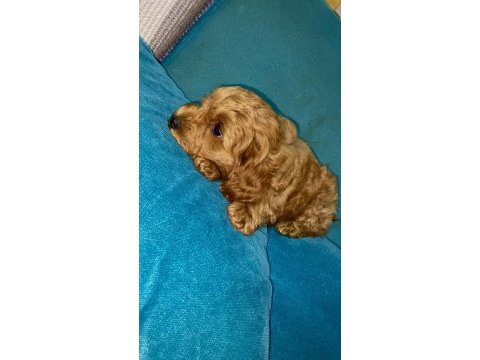 Yavru toy poodle bebeklerimiz 5 günlük