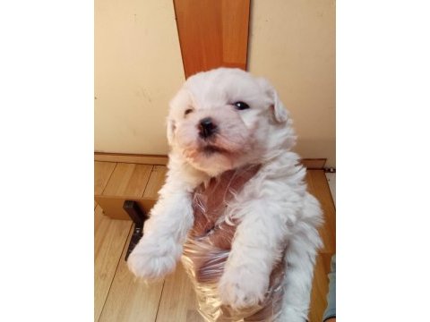 Maltese terrier yavrular ırk sağlık garantili