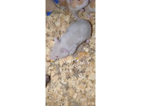 Hamster gonzales ve suriye