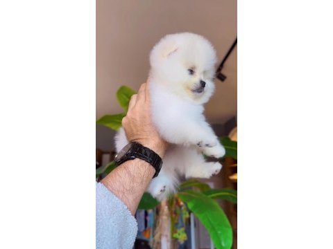 Pomeranian boo yavrumuz