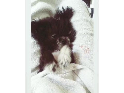 2 yaşında dişi chihuahua shih-tzu mix