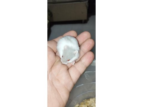 Özel renk dwarf hamster