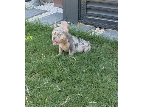 French bulldog köpeğimiz