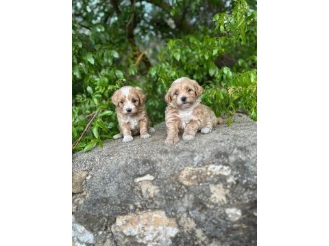 Maltipoo core yavrularımız sağlık ve ırk garantilidir