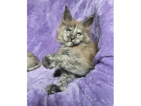 Maine coon dişi black smoke tortie wcf pet