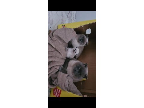 Nadir bulunan safkan scottish fold bluepoint bebeklerimiz