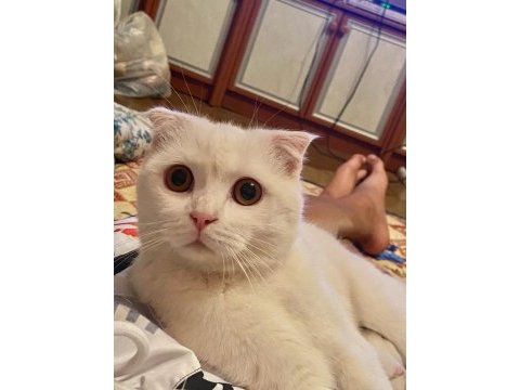 Prensimiz scottish fold