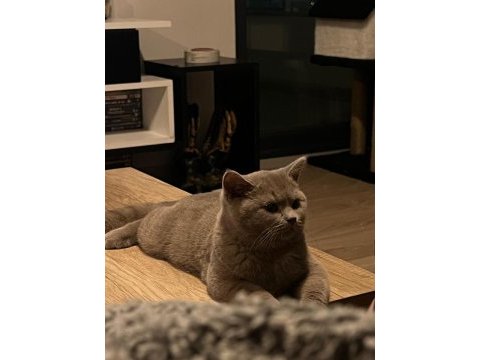 Ücretsiz 7 aylık british shorthair