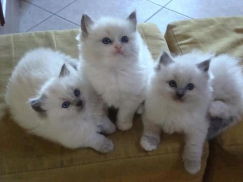 Blue point british shorthair yavrular