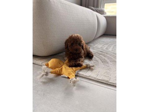 Tuvalet eğitimli bebek toy poodle