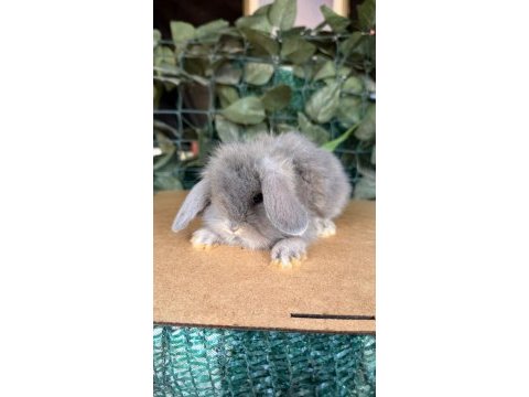 Safkan hollanda lop ve cüce tavşan yavrular