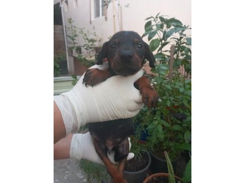 Safkan doberman köpeği yavrularımız