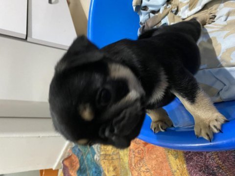 Egzotic pug