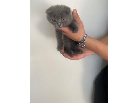 Scottish fold