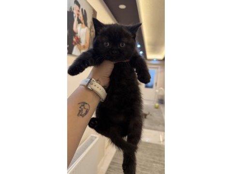 Yeni yuvalarına gitmeye hazır british shorthair kediler