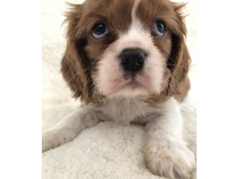 Üst düzey cavalier king charles bebekler