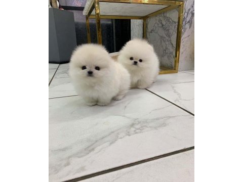 Sevimli mini boy pomeranian boo yavruları hazır