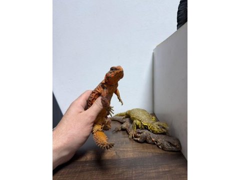 Faturalı evraklı uromastyx