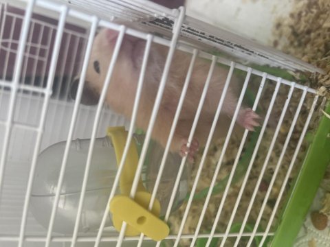 Anne hamster ve yavrular