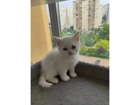 Yavru cins kedi uygun puanlı
