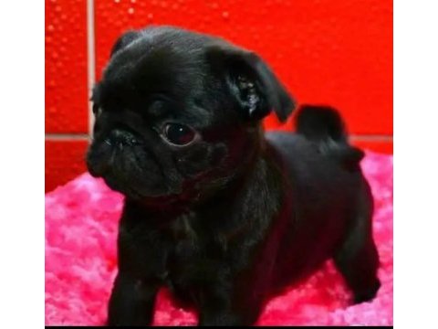 Pug mops yavruları