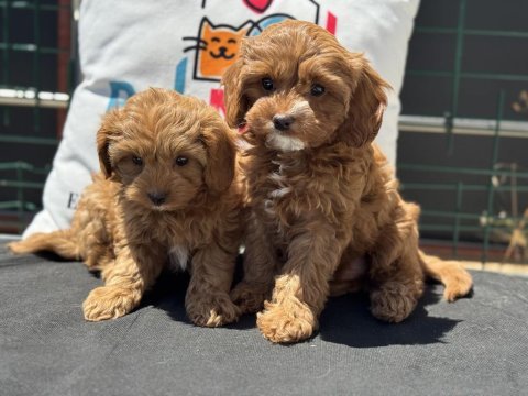 Wc eğitimli kore maltipoo yavrumuz ziyarete açık