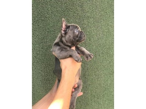 A+ kalite blue french bulldog yavrular