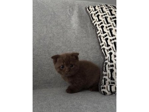 Pamuk scottish fold prensesim yuva arıyor