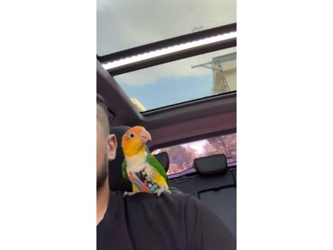 Üst düzey full evcil caique papağanı