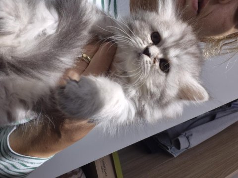 Chinchilla 2 aylık yavru kedimiz