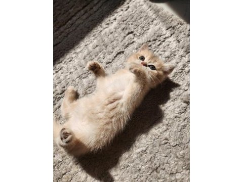 British shorthair golden ay12