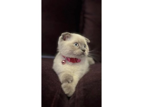 Aşıları yapılmış kedimiz