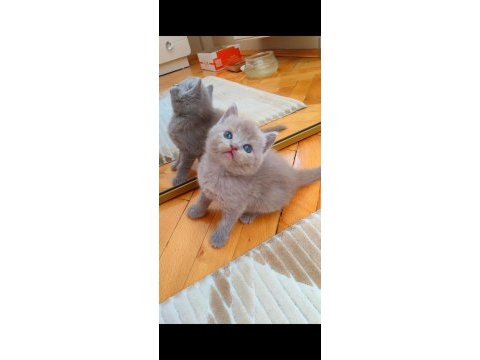 Gri lilac dişi erkek kediler