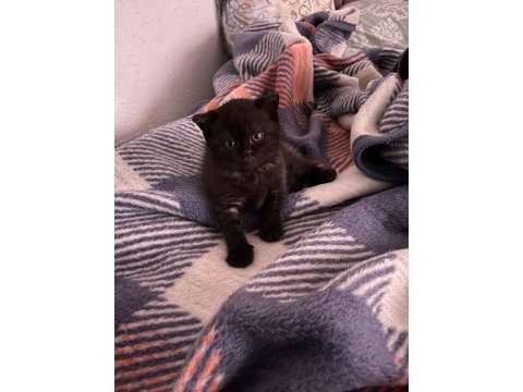 Scottish fold yavrular